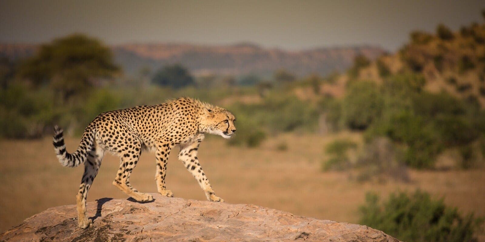 Southern Serengeti Calving Season
