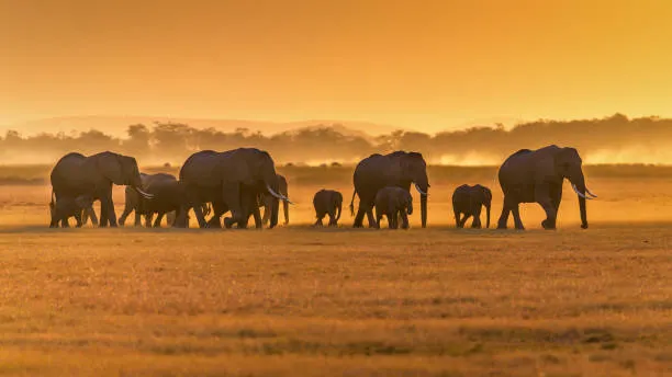 Tarangire & Lake Manyara Explorer