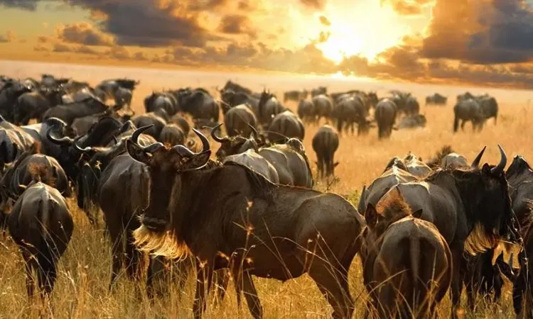 Migration & Crater Safari