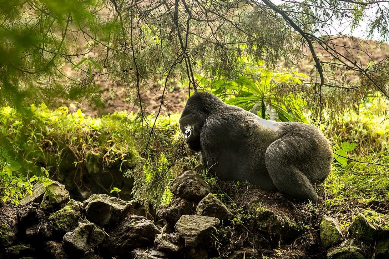 3-Day Gorilla Trek