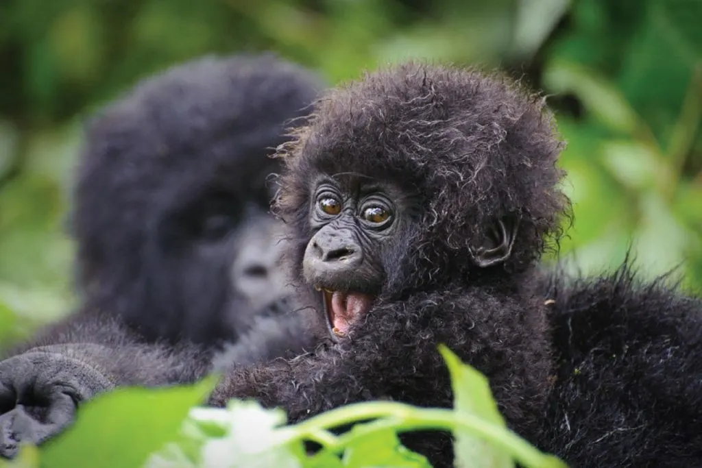 Rwanda Primates & Safari