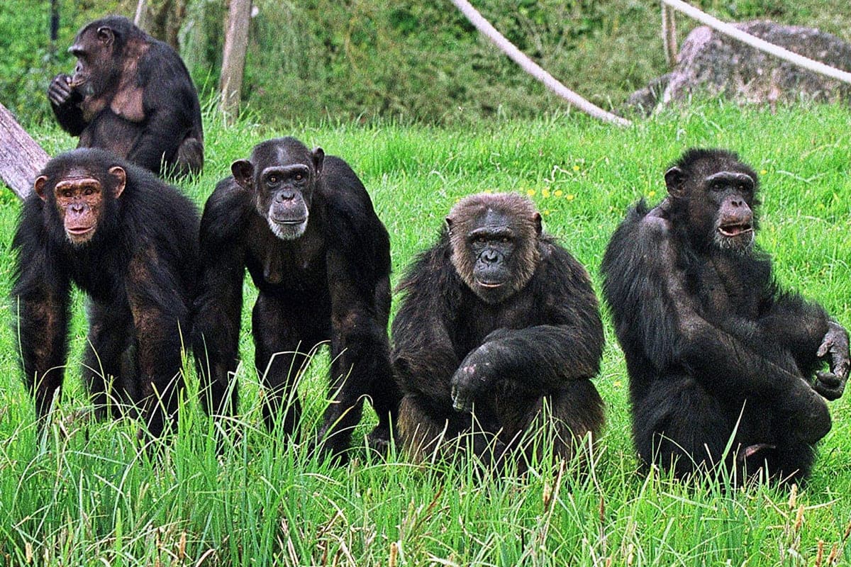 Gombe Chimp Experience