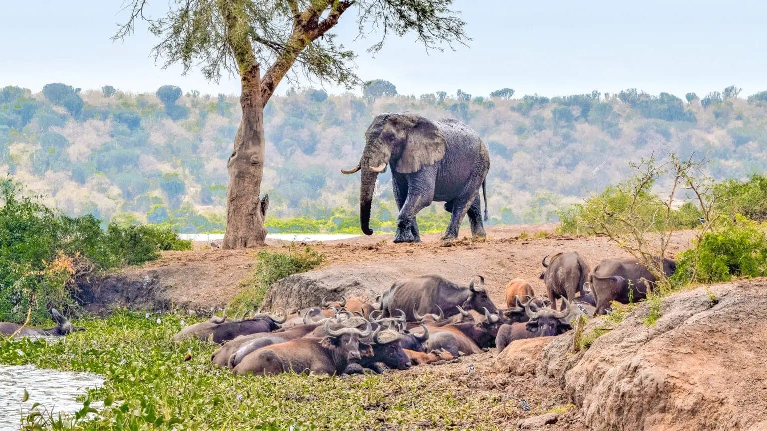 Queen Elizabeth National Park