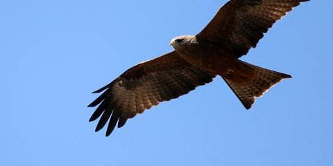 2-Day Fly-in Safari - Tarangire & Ngorongoro