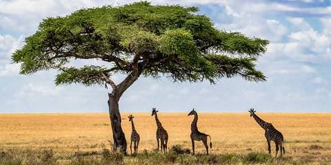 2-Day Zanzibar to Serengeti & Ngorongoro Crater Safari