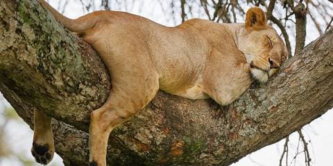 4-Day Zanzibar to Tarangire Serengeti Ngorongoro & More