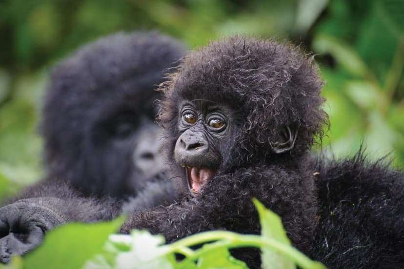 3-Day Gorilla Trekking and Cultural Experience