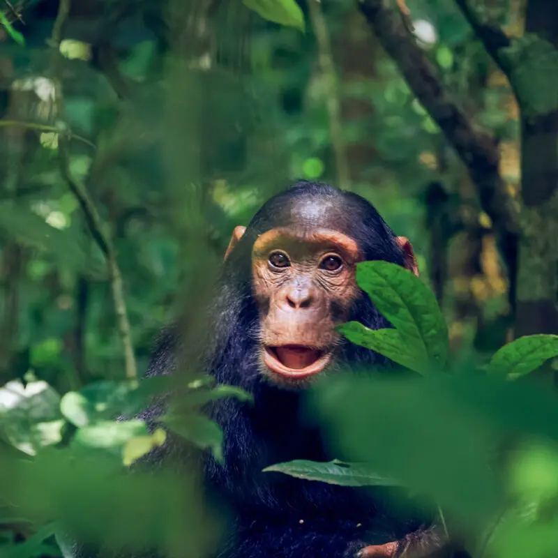 Uganda Gorillas & Community Experience - 5 Days